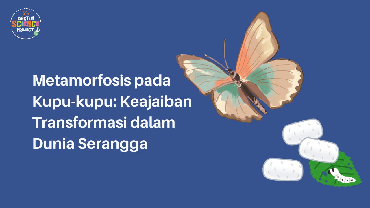 Metamorfosis pada Kupu-kupu: Keajaiban Transformasi dalam Dunia Serangga