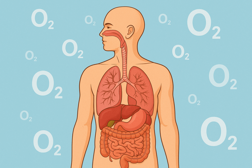 7 Fungsi Oksigen Bagi Tubuh